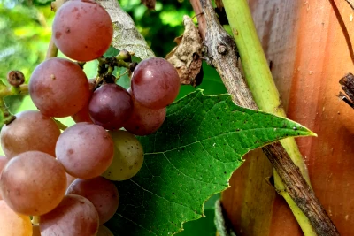 kompot z winogron przepis z zeszytu
